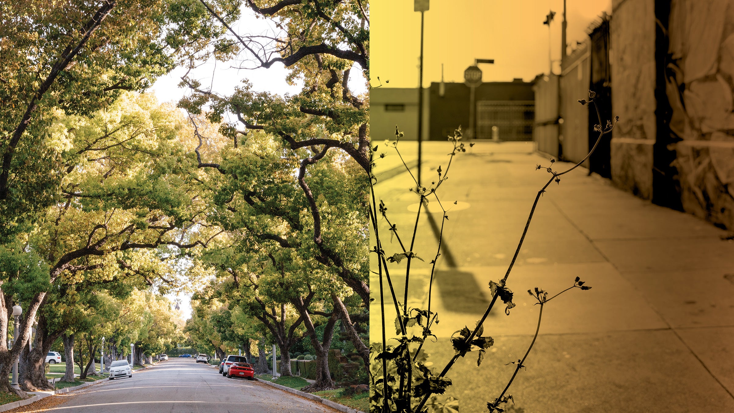 featured image for The tree initiative: In a county divided by heat, USC Dornsife plants seeds of change