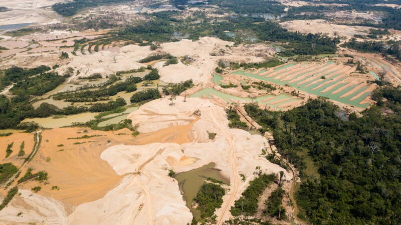 featured image for After gold mining in the Amazon, why aren’t rainforests making a comeback?